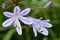 Nerine flower