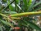 Nerium aphids in oleander plant