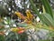 Nerium aphids in oleander plant