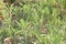 Nerium indicum flower plant on farm