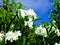 Nerium indicum Mill flowers blooming