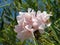 Nerium oleander