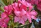 Nerium oleander