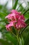 Nerium oleander also called oleander, nerium, bunga mentega, bunga jepun on the tree