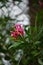 Nerium oleander also called oleander, nerium, bunga mentega, bunga jepun on the tree