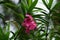 Nerium oleander also called oleander, nerium, bunga mentega, bunga jepun on the tree