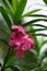 Nerium oleander also called oleander, nerium, bunga mentega, bunga jepun on the tree