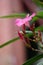 Nerium oleander also called oleander, nerium, bunga mentega, bunga jepun on the tree