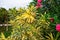 Nerium oleander bush with variegated leaves and pink flowers in the park of Alanya Turkey. Poisonous ornamental plant outdoors