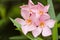 Nerium oleander, evergreen shrub or small tree in the dogbane fa