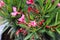 Nerium oleander flower, most commonly known as nerium or oleander, blooming in spring in the garden