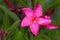 Nerium oleander flowers, close up