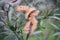 Nerium oleander. Fruits and green leaves