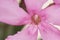 Nerium oleander is a medium sized shrub with lovely large deep pink flowers and lanceolate green leaves on a homogeneous light