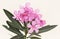 Nerium oleander is a medium sized shrub with lovely large deep pink flowers and lanceolate green leaves on a homogeneous light