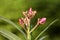 Nerium oleander is native to the Mediterranean Sea