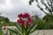 Nerium oleander-Nerium indicum Mill.