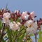 Nerium oleander, Oleander tree