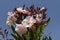 Nerium oleander, Oleander tree