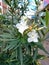 Nerium oleander. Ornamental plant. Poisonous evergreen shrub with fragrant white flowers