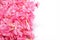 Nerium oleander- pink flowers