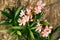 Nerium oleander pink flowers