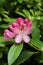 Nerium Oleander pink flowers