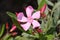 Nerium oleander. Pink flowers and green leaves