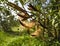 Nerium oleander seeds in a pod on the branches