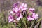 Nerium oleander shrub plant with intense wild pink flowers living in soils with some humidity