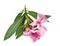 Nerium oleander in studio