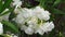 Nerium oleander tree blooming white. Nerium Oleander Splendens - Dwarf White Oleander.