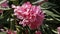 Nerium Oleander tree flowers