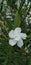 Nerium oleander white flower garden plant