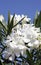 Nerium oleander with white flowers