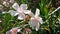 Nerium oleander white flowers