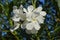 Nerium oleander. White flowers from bush of faux Laurel