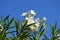 Nerium oleander. White flowers from bush of faux Laurel. Blue skies