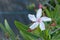 Nerium plant blooming outdoors Nerium oleander