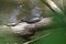 Nerodia Banded Watersnake on log over water at Phinizy Swamp Nature Park, Georgia