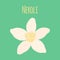 Neroli flower, oil plant, essential cosmetics. Vector illustration