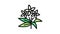 neroli flowers aromatherapy color icon animation