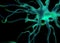 Nerve cells or Neurons