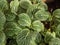 Nerve plant - Fittonia albivenis \\\'White Anne\\\'. Fittonia with dark green leaves with white veining