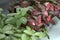 Nerve-plants fittonia albivenis growing on window sill