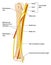 Nerves and arteries of the upper arm