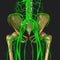 Nerves and hip bone