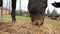 Nervous bay horse eats hay. Older retired race horse in a muddy paddock. Beautiful smart thoroughbred horse