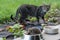 Nervous cat watching cheeky hedgehog, that steals cat feeding