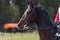 Nervous dark sorrel horse waiting start of eventing competition